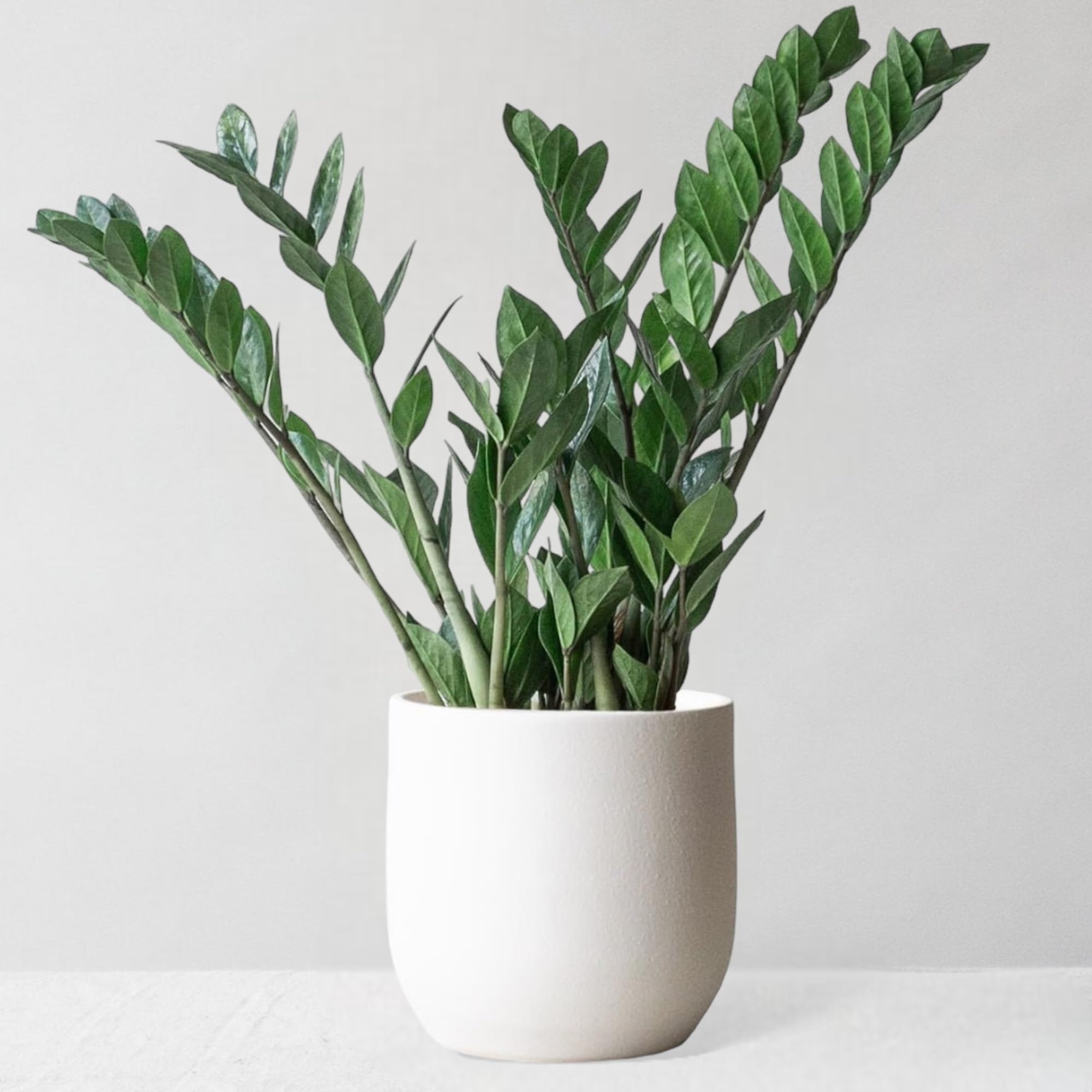 Leaf Envy ZZ Plant Indoor Plant, Pet Friendly Houseplant, 35-80cm Tall, Easy Care Low Light Plant for Your Home, Zamioculcas Zamiifolia Air Purifying Plant, Available with Ceramic Plant Pots