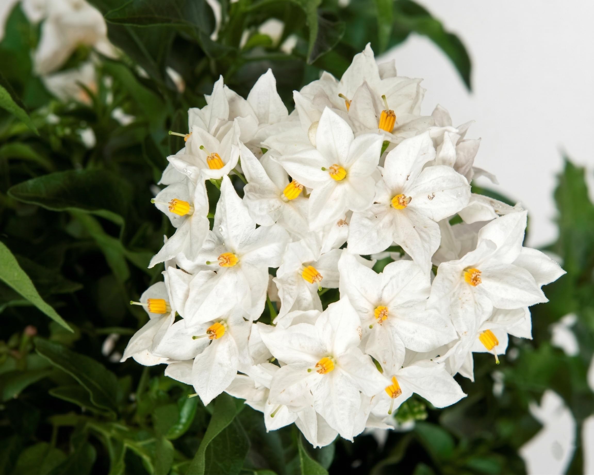 Solanum a Fiori Bianchi Pianta in Vaso | Gelsomino di Notte Profumato | Pianta Ornamentale Rampicante per Balcone e Giardino | Fioritura Primaverile Estiva, Facile da Coltivare