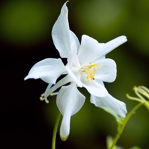 Aquilegia Columbine Crystal Star 200 Seeds Perennial Flower Simple to
