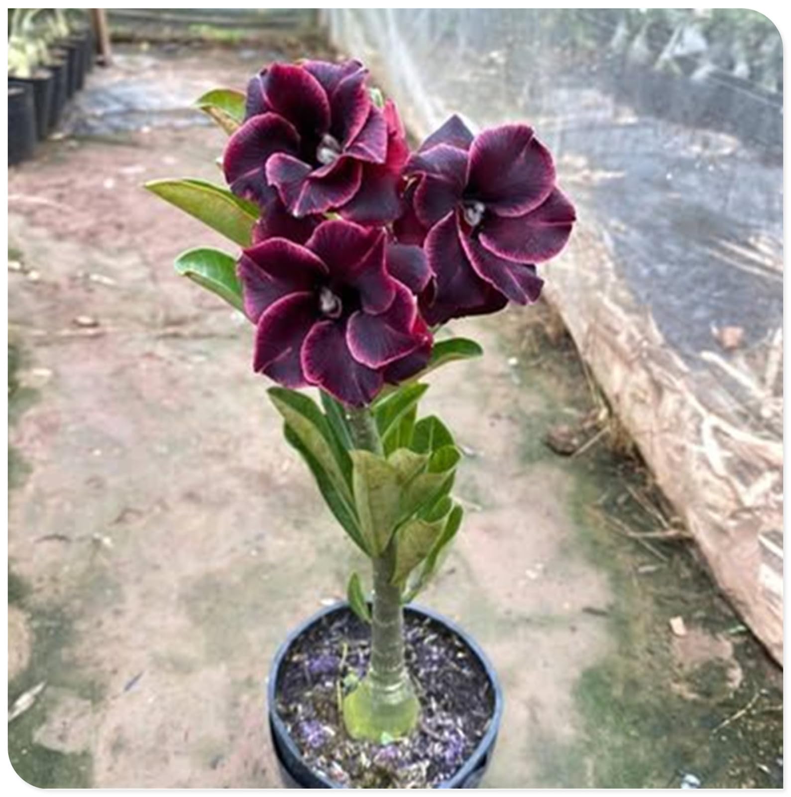 Sottile-Rizoma di rosa del deserto -Robusta-Rosa del Deserto Rara-Compatta-Naturale-Elegante-4 Bulbi-I