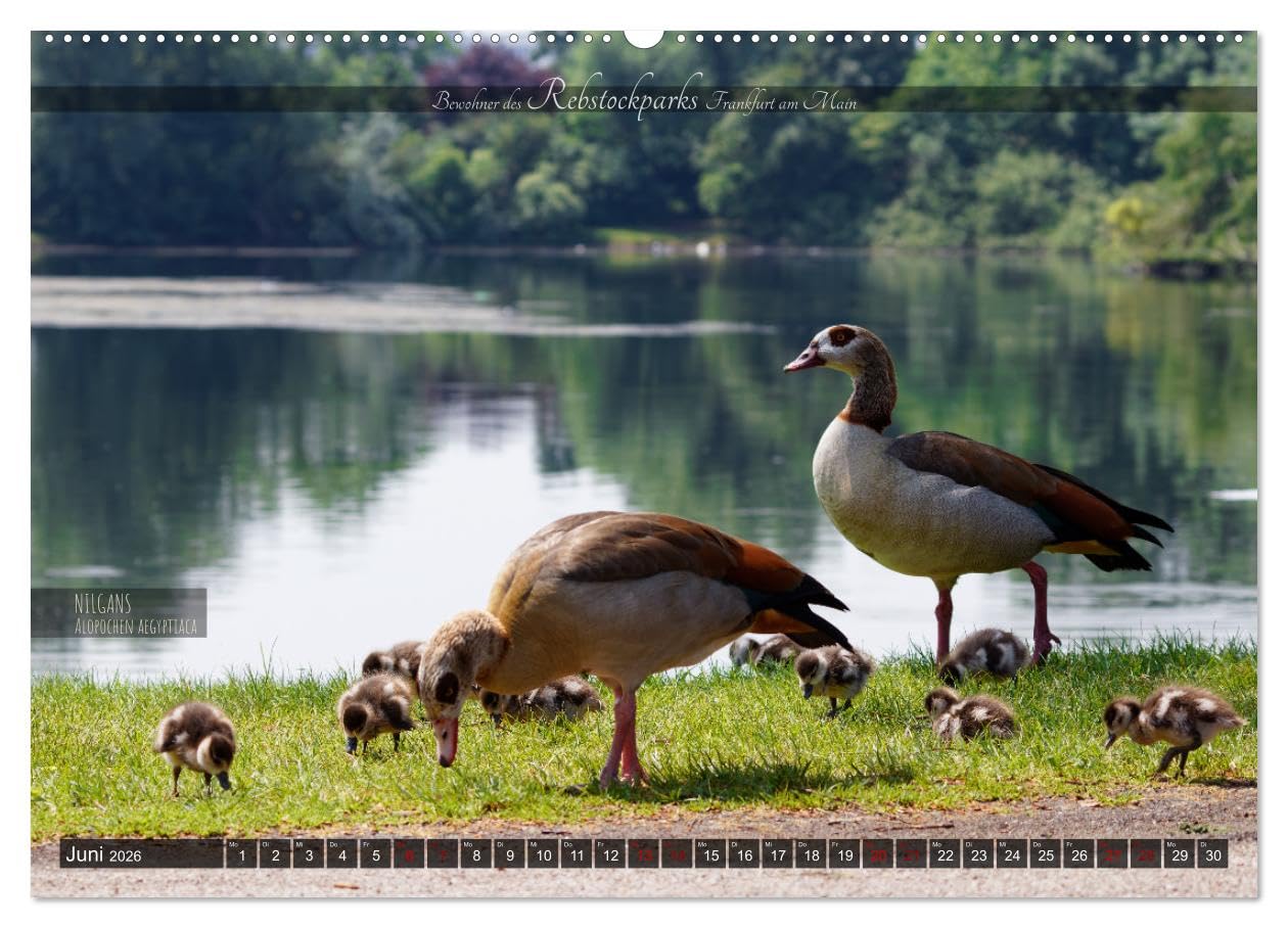 Bewohner des Rebstockparks Frankfurt am Main (Wandkalender 2026 DIN A2 quer), CALVENDO Monatskalender: Große und kleine Tiere im Rebstockpark in Frankfurt am Main (CALVENDO Tiere)