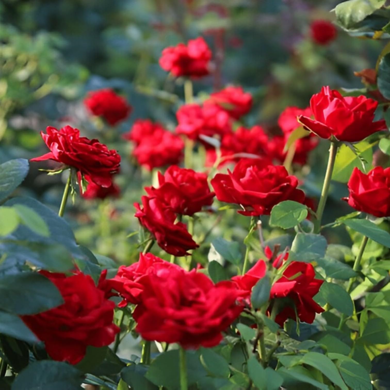 IndNursery Grafted Live Rose Plant with Multi-Coloured Blooms, Mixed Variety Garden Rose in Pot (pack of 1)