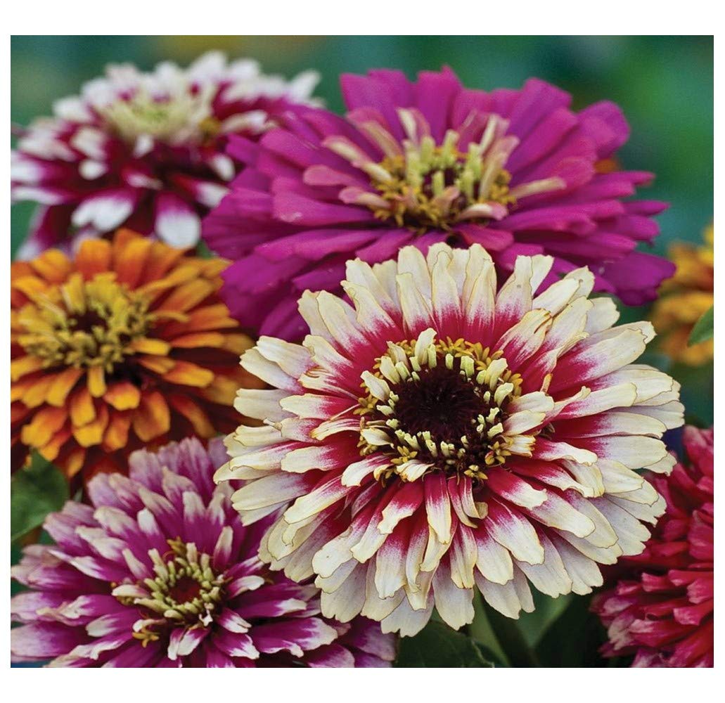 PREMIER SEEDS DIRECT - Zinnia Seeds - WHIRLYGIG Mix- 3 GRAM ~ Approx 450 Finest Seeds