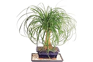 Brussel's Bonsai Live Ponytail Palm Tree: Timeless Elegance for Indoor Serenity
