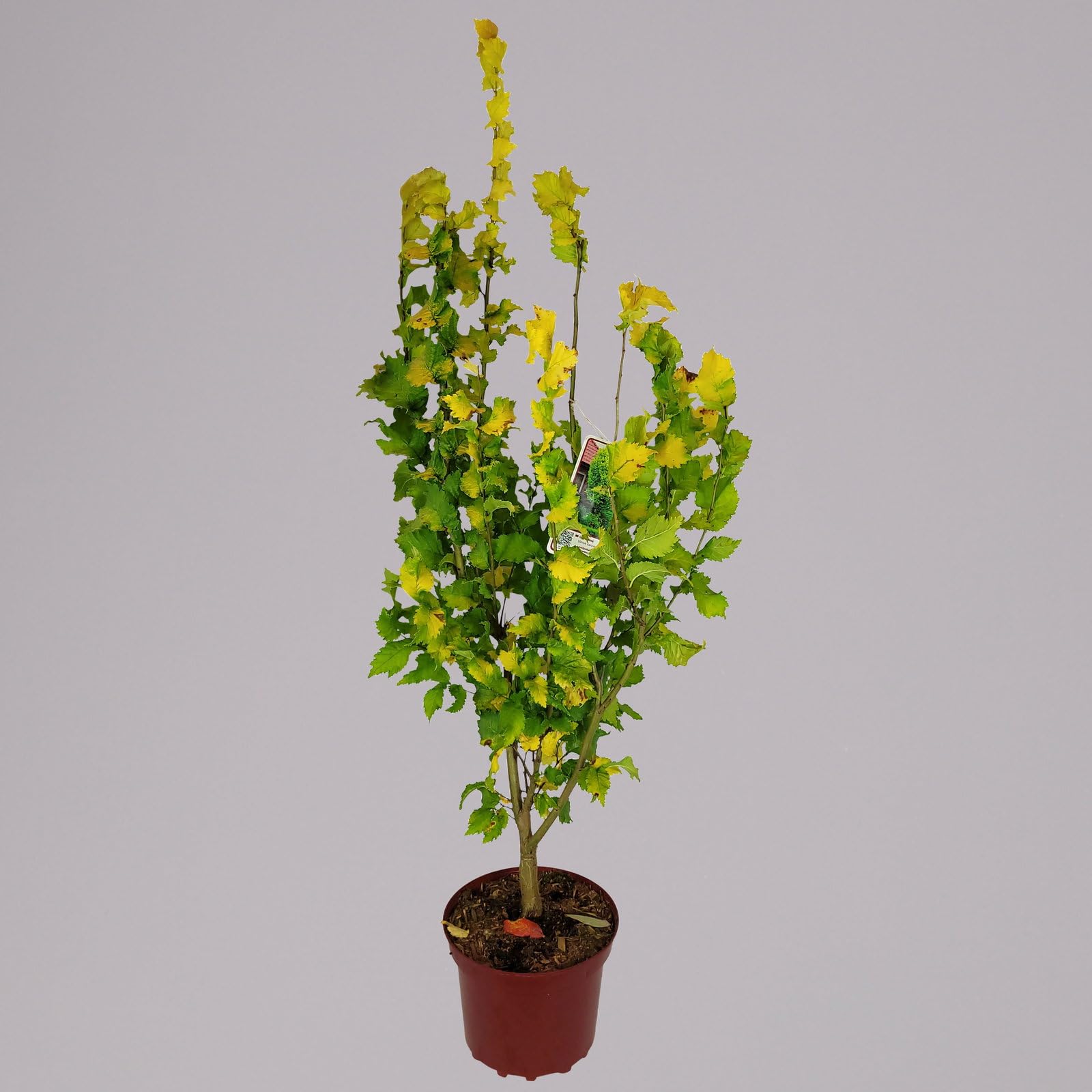 Goldulme 'Wredei', Höhe 40-60 cm, Topf 4 Liter, 2 Pflanzen