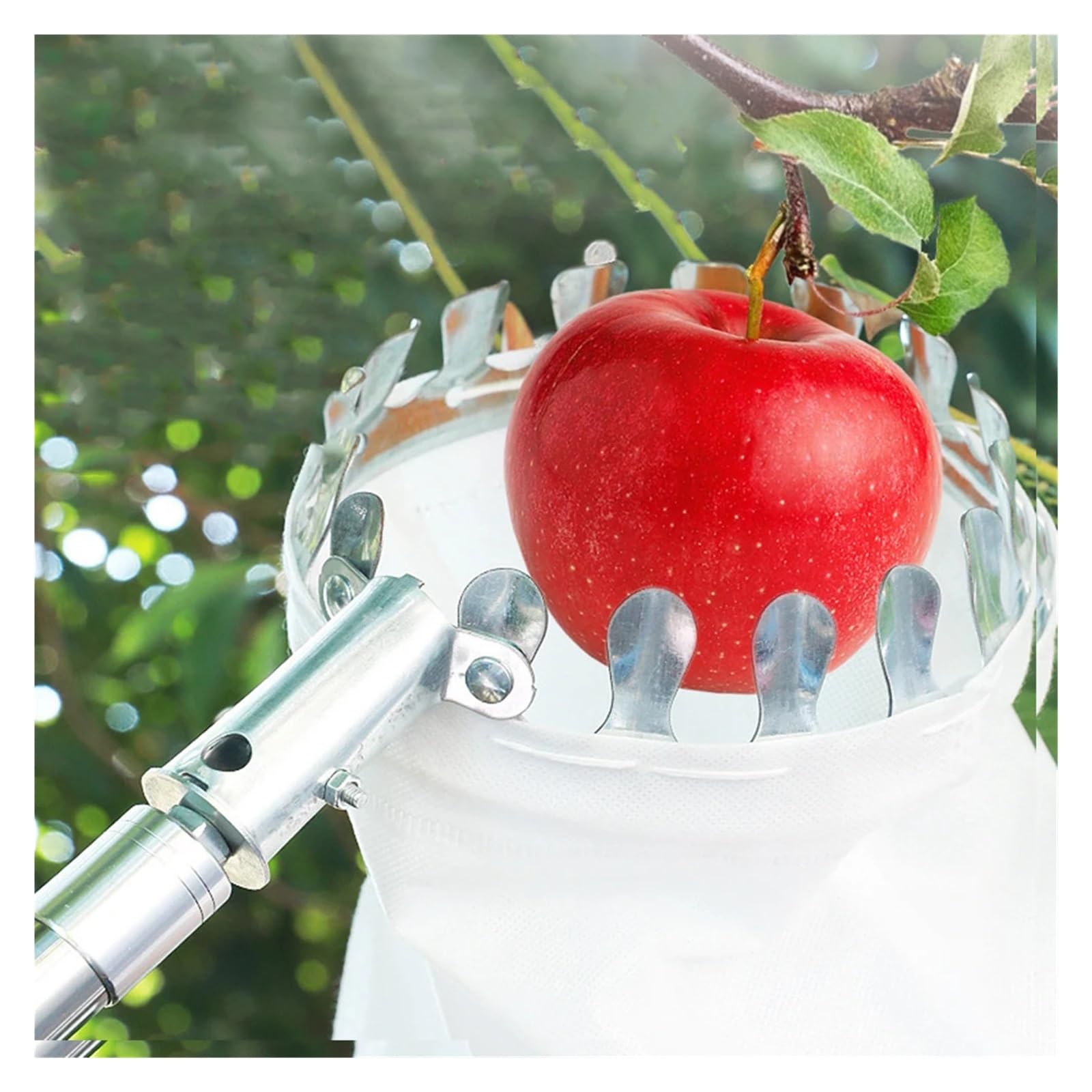 Cueille-Fruits télescopique en Acier Inoxydable for Pommes, mangues, Citrons et Oranges.(2M)