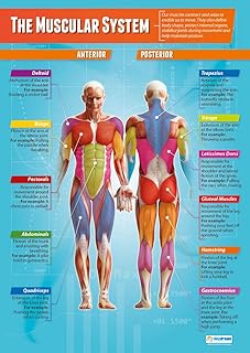 Daydream Education The Muscular System | PE Posters | Gloss Paper measuring 850mm x 594mm (A1) | Physical Education Charts for the Classroom | Education Charts