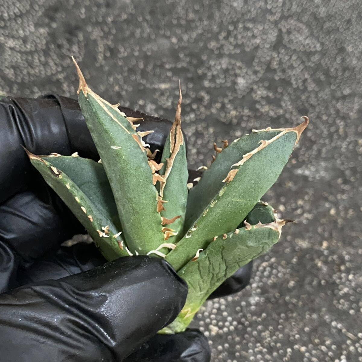 Amazon.co.jp: 多肉植物 アガベ チタノタ SAD 大子株 2株同梱