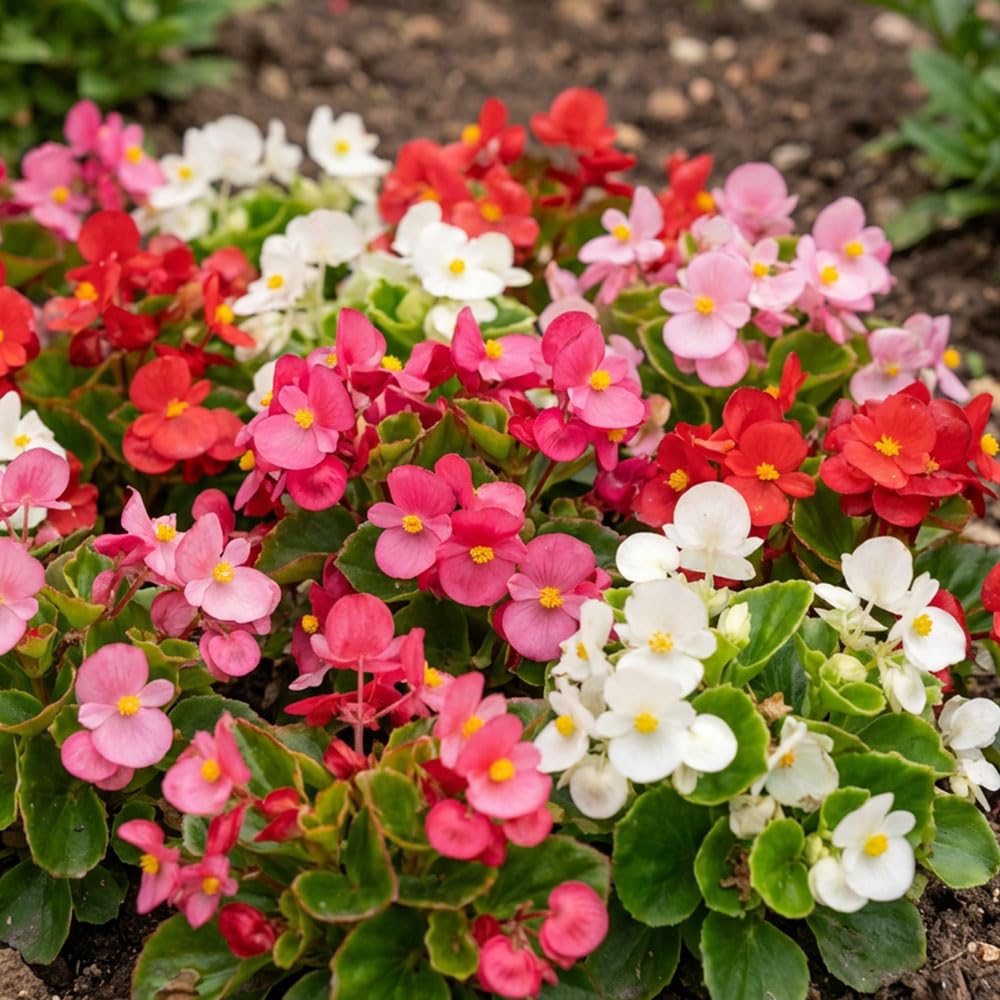 Aubretia Spring Falls Seeds β Hardy Perennial Cascading Ground Cover β Early Spring Flowering β Rockery & Wall Plant β Ideal for Borders & Containers