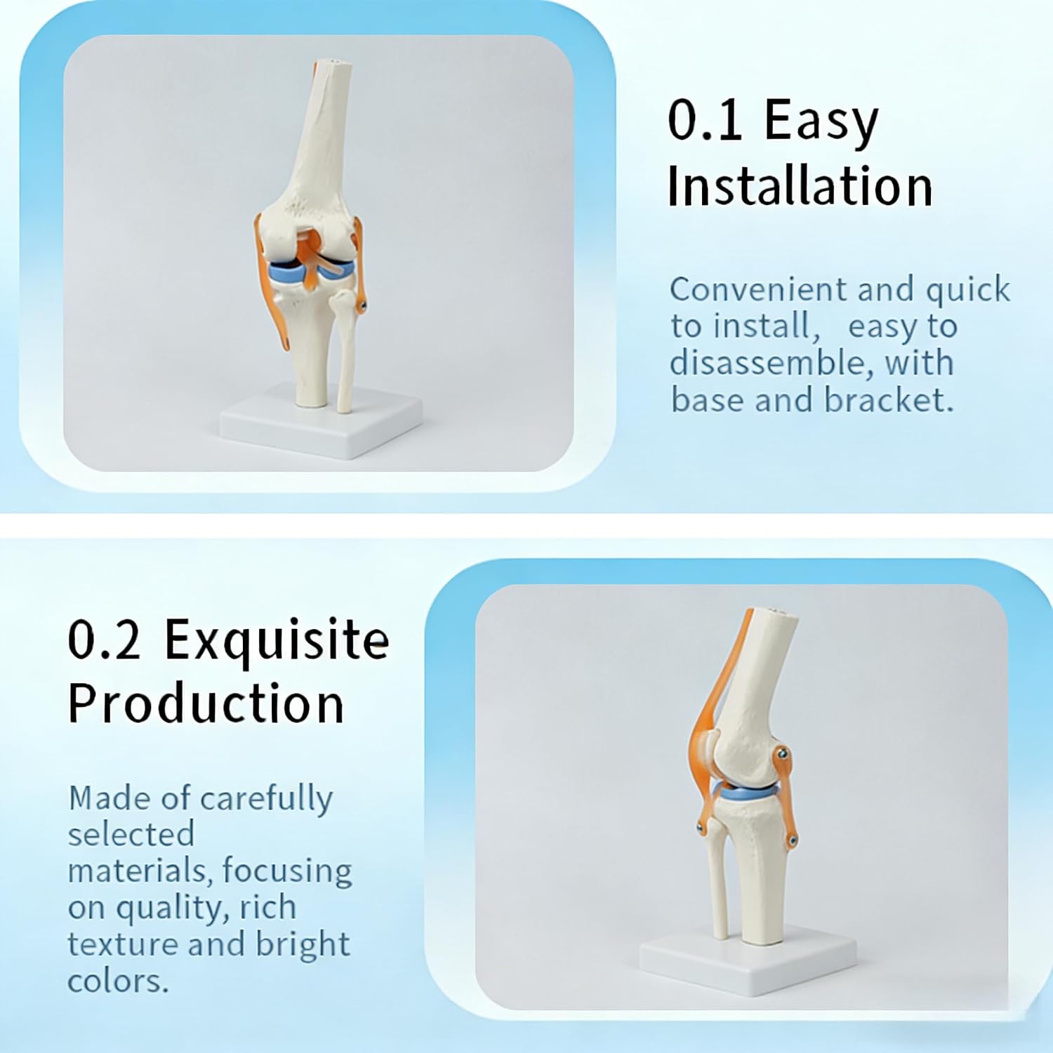 Human Joint Anatomy Model,Human Joint Model with Ligaments,Training Model for Medical Education Demonstration, Classroom, Students Training.(Knee Joint)