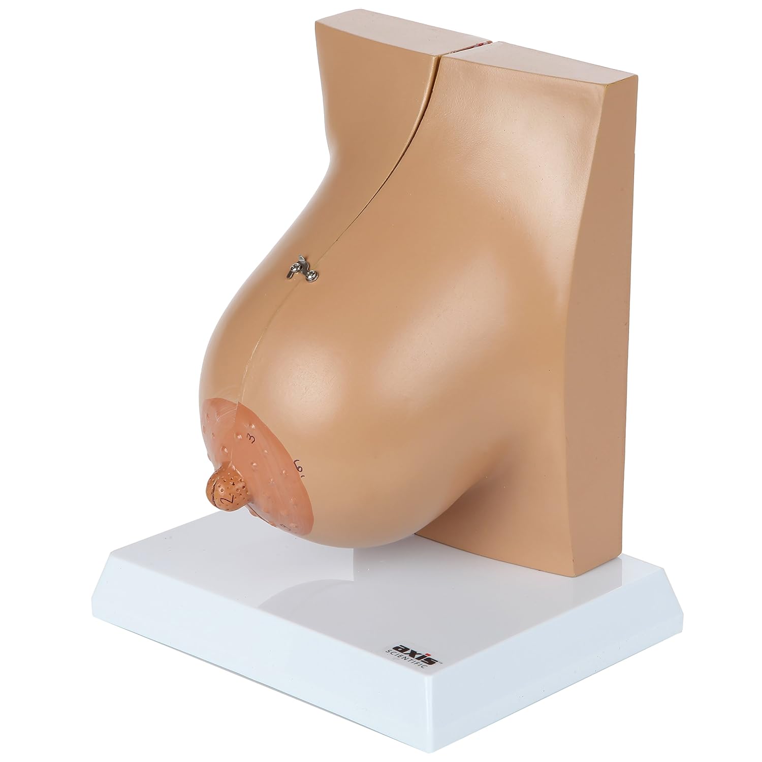 Axis Scientific Female Breast Model in Lactation Period | Illustrates Mammary Glands | Model Opens to Reveal Internal Breast Anatomy | Includes Product Manual