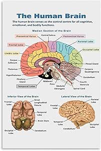 Amazon.com: BFXLMKI Human Brain Poster, Human Biology, Human Anatomy ...