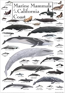 Earth Sky + Water - Marine Mammals of the California Coast - Posters