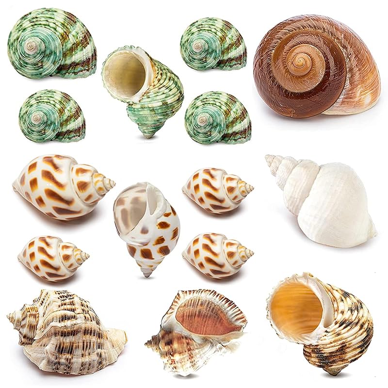Conchas naturais para caranguejo-eremita, tamanhos variados, 15 unidades QEQEKAKA