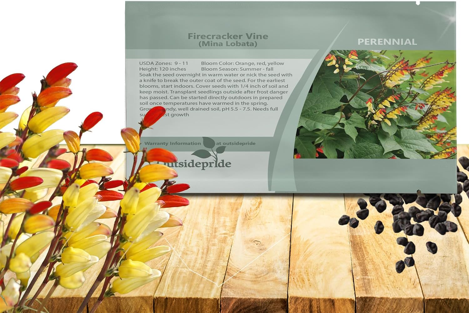 Outsidepride Firecracker Vine Seeds - 100 Pcs. Perennial, Versatile & Low Maintenance, Flower Seeds for Planting Vertical Growing, Vibrant Tubular Reddish-Orange Blooms, Great for Pollinator Gardens