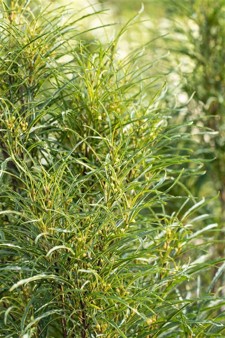 Säulen-Faulbaum Rhamnus frangula Fine Line 100-125 cm winterhart