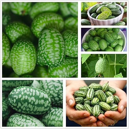Semi Di Cucamelon - Melone Messicano In Miniatura, 50 Semi Non OGM, Per Orto E Giardino - Foto 7