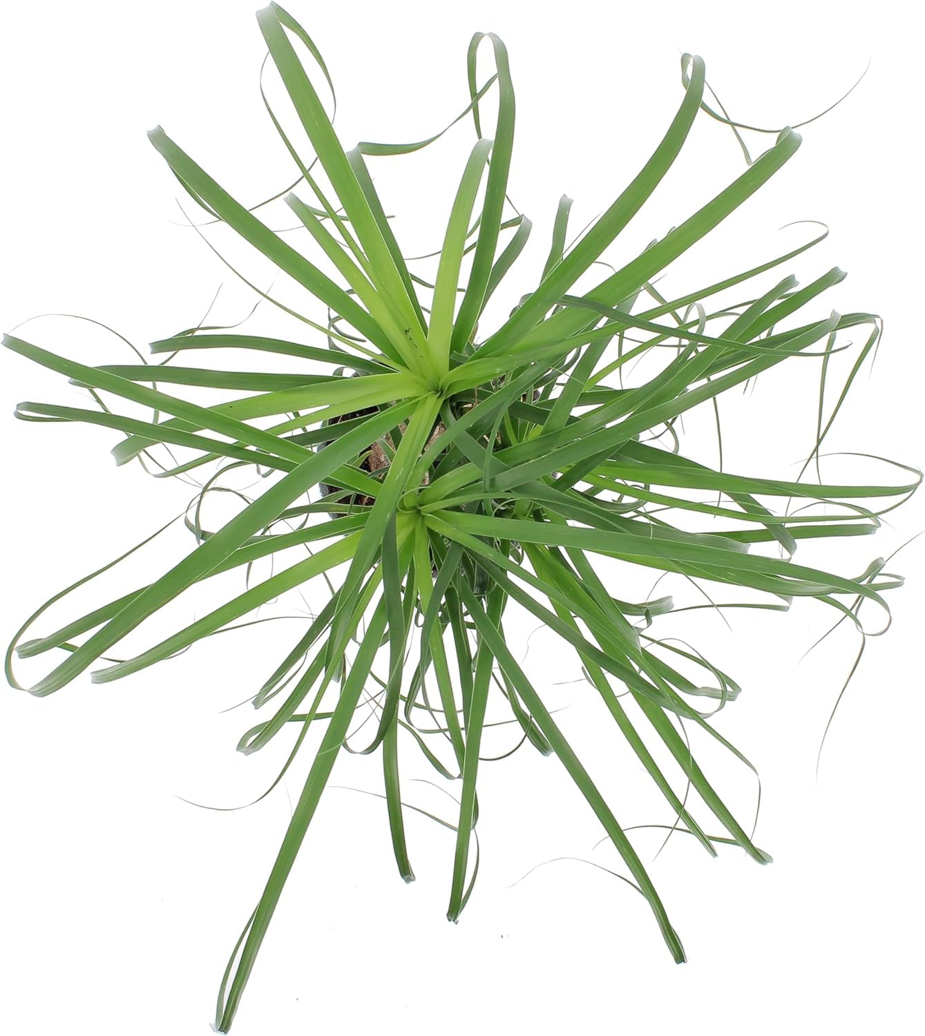 KENTIS - Nolina Beaucarnea Recurvata - Mangiafumo - Piante Vere da Interno Purifica Aria - Pianta da Appartamento - H 60-70 cm Vaso Ø 21 cm