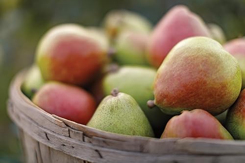 Miniatura 6 de Harry & David Canasta de Picnic con Peras, Queso, Salchicha y Galletas