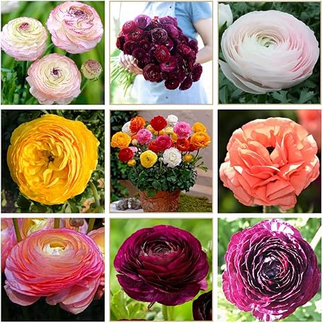 Amazon 混色 ラナンキュラス 球根 花の苗 植えるための根茎 高い成長率 ラナンキュラスは 花壇 切り花 鉢植え 庭の植え付け 家の装飾などに適しています オーガ