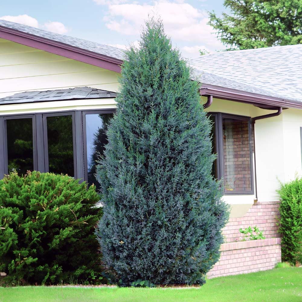 Original Himalayan Blue Pine Live Office Decoration Plant Upto 2ft Height Specially Treated Beautiful Plant Pack of 1 (Comes in Polly Bag) (B0D81FCVJG) Amazon Price History, Amazon Price Tracker
