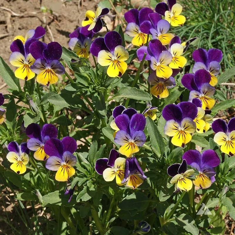 Miniatura 1 de Viola cornuta 'Helen Mount' (Johnny Jump-Up), resistentes al frío, flores duraderas, altamente atractivas para los polinizadores, semillas de