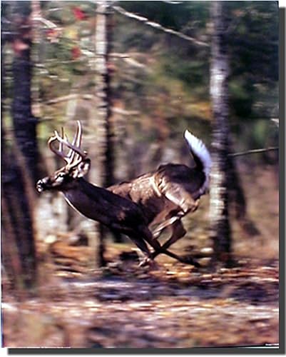 Póster con diseño de ciervos y animales salvajes (16.0 x 19.9 in)