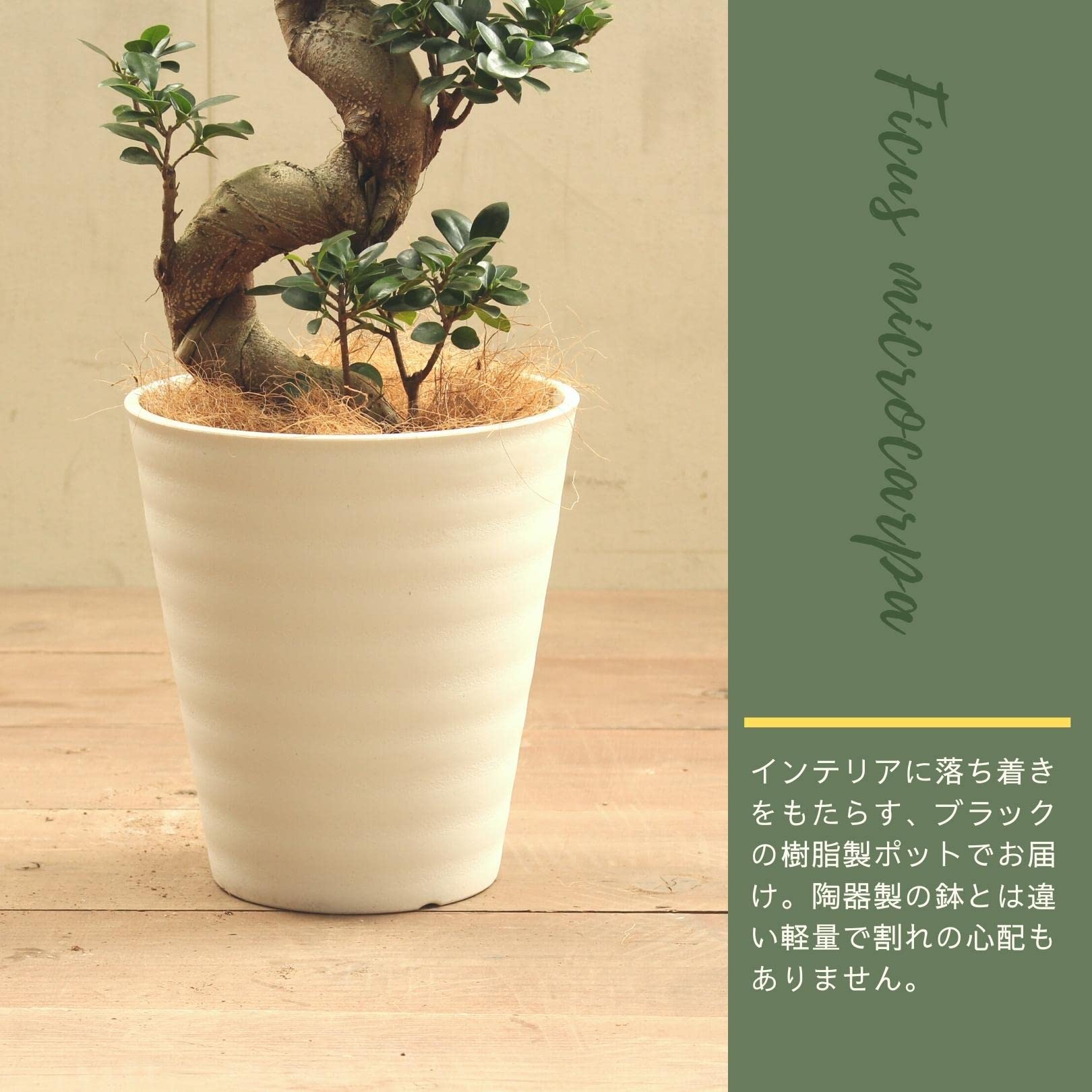 Amazon｜ガジュマル 8号 曲がり 受け皿付 【観葉植物 本物