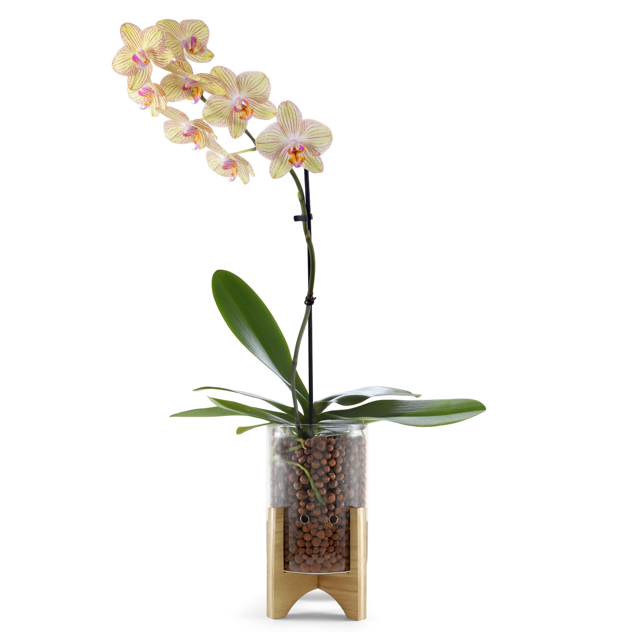 Pot & Pebble - Maceta de vidrio C6 con base de madera decorativa - Estación de propagación de plantas con control de nivel de agua - Soporte de corte de plantas para guijarros de arcilla LECA/medios