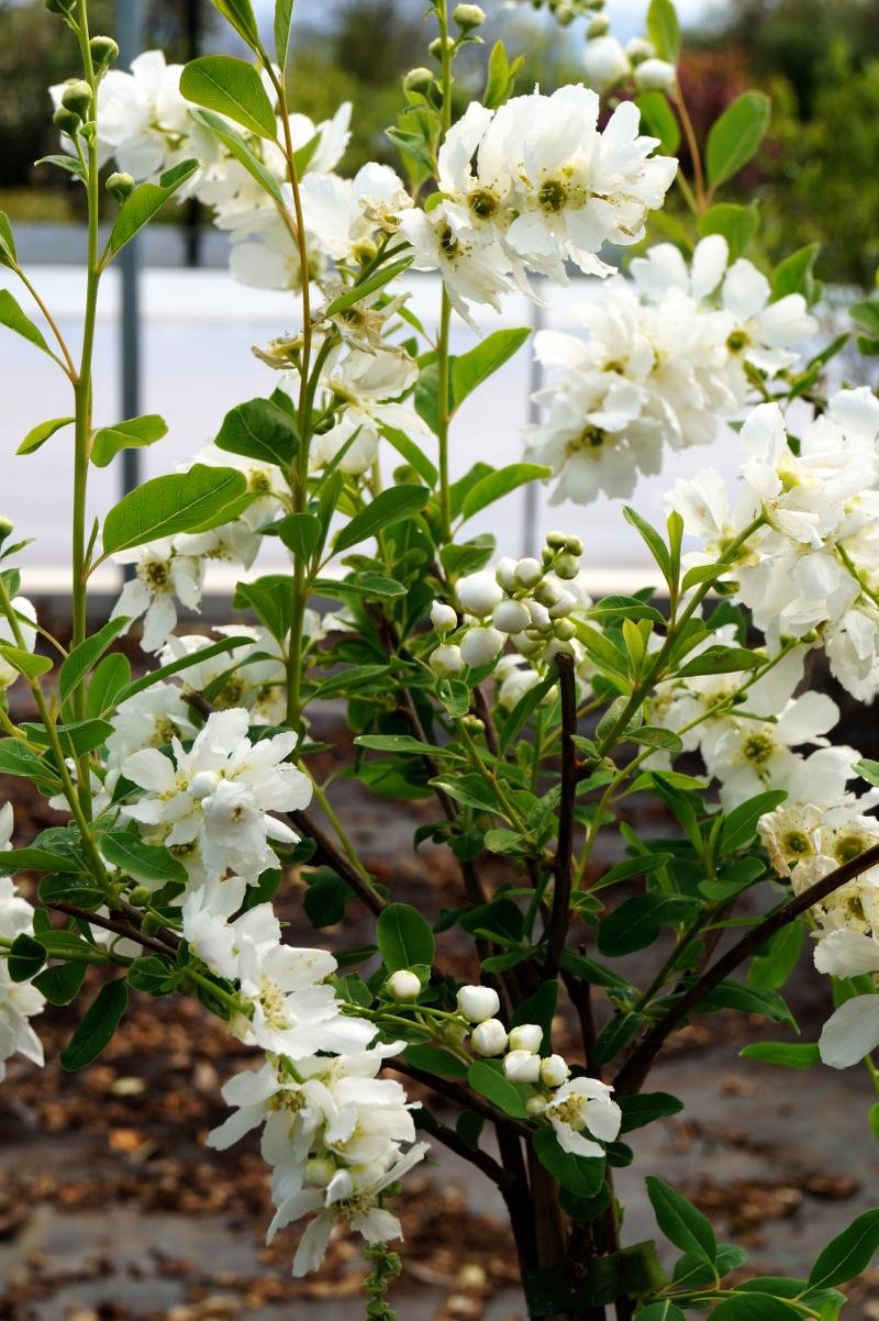 Kleine Prunkspiere The Bride Exochorda macrantha The Bride Containerware 60-80 cm