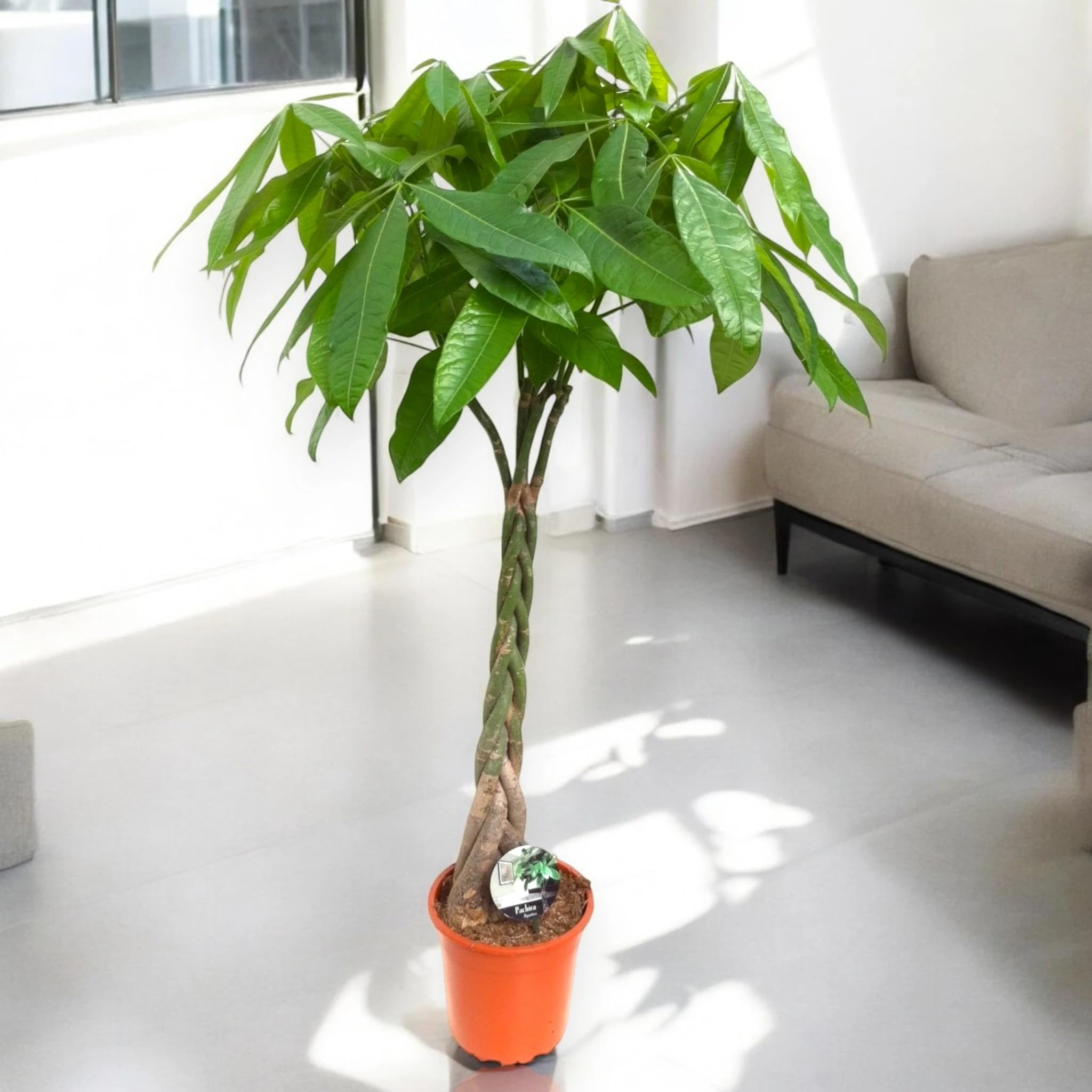 Pachira aquatica Pianta Vera da Interno, 115-125 cm | Pianta sempreverde, Vaso da 24 cm, Facile da curare