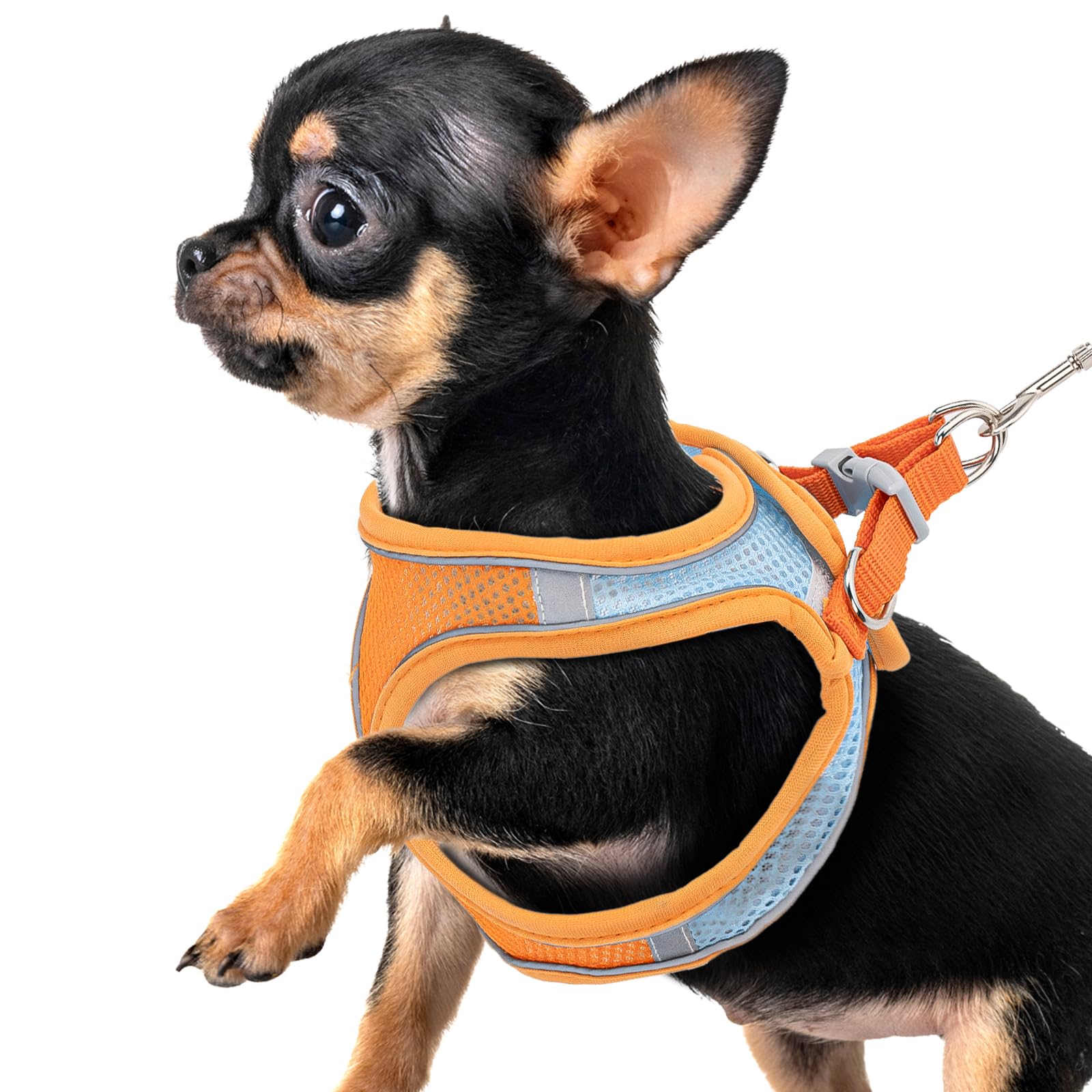 Premium Chihuahua Harness and Leash Set - Ultra-Comfy & Secure Dog Harness for Chihuahua