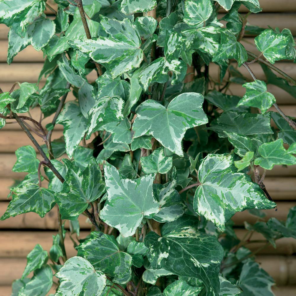 Yougarden Gold Hedera Variegated, Ivy Established Plant In 9Cm Pot, Edged Foliage, Cascading, Great For Pots