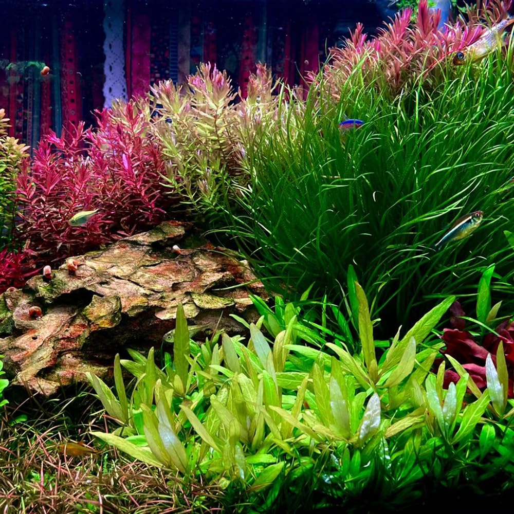 200 piezas semillas de plantas acuáticas, mini plantas plantas de jardín Bacopa caroliniana, semillas de acuario cubierta vegetal macetas de bonsái plantas de balcón semilla lo