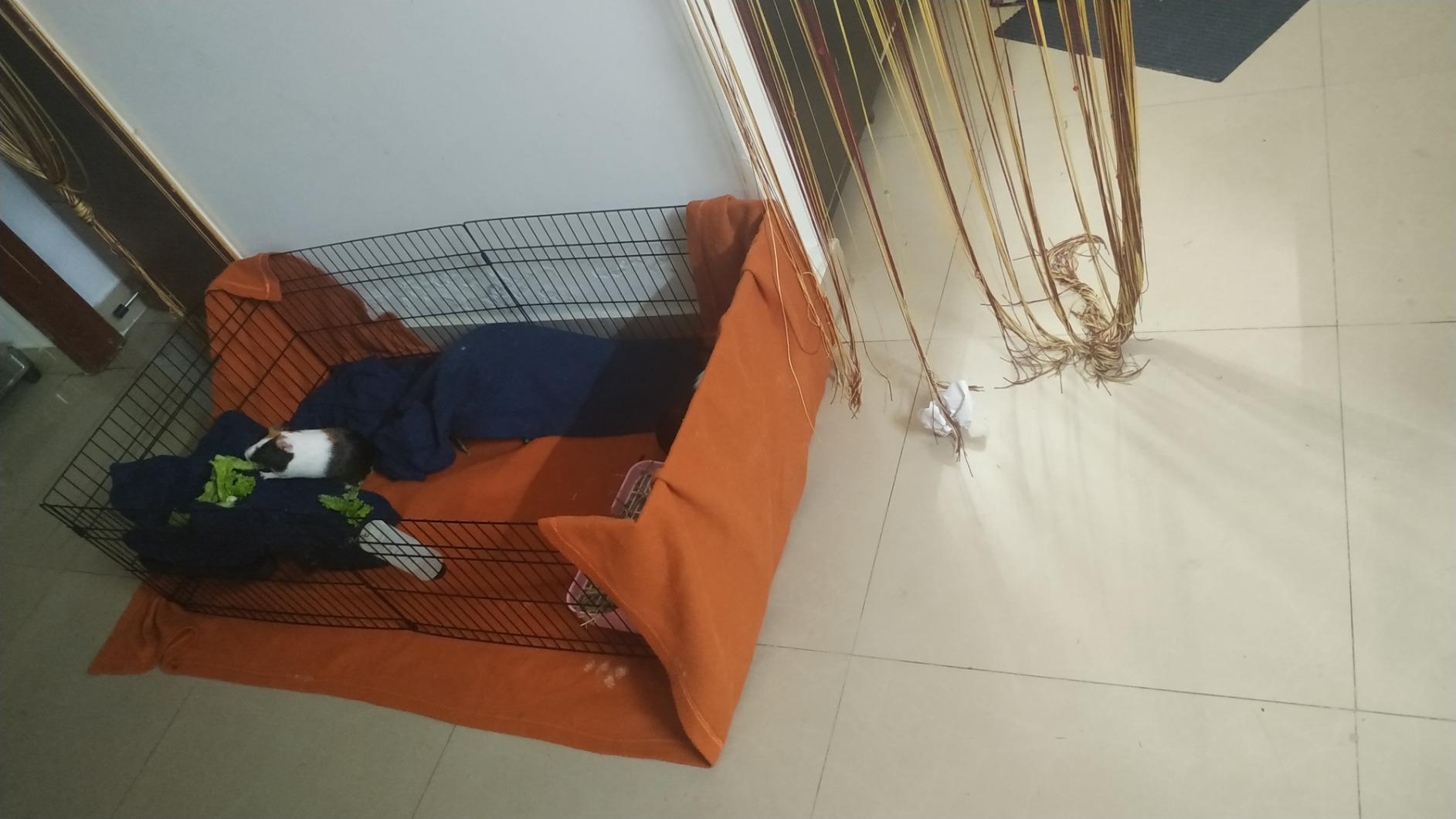 AmazonBasics Canvas Bottom Small Habitat Pet Cage 47 x 14 x 24 Inches