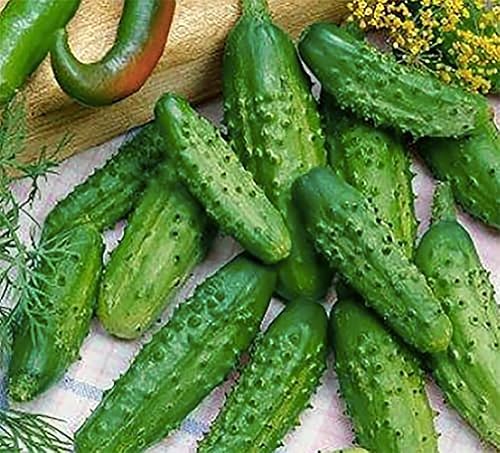 Semillas de pepinillo parisino - Variedad popular de pepino