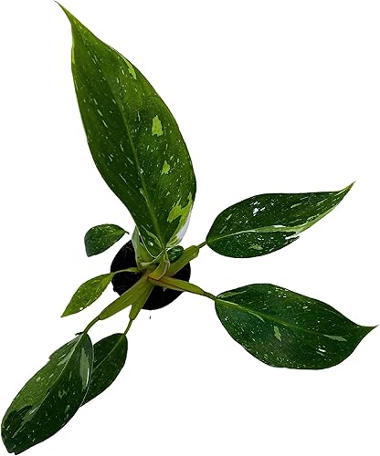 Miniatura 2 de BubbleBlooms White Knight Philodendron, Philodendron Erubesens Hybrid - Maceta híbrida de 2 pulgadas