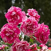 Vista 2 de Heirloom Roses Grandiflora Rose Plant - Planta viva de rosas fragantes Parade Day