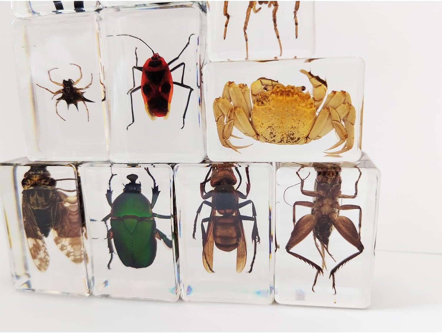 Clear Insect Specimens 12 Pcs Real Animal Specimen Bugs Resin Bug Collection Kit Clear Resin Paperweights for Home and Office Desktop Decor (Clear)