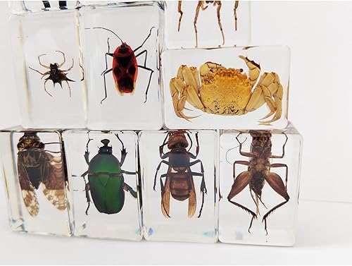 Miniatura 8 de CXUEMH Especímenes de insectos transparentes, 12 piezas de insectos de muestras de animales reales, kit de colección de insectos de resina