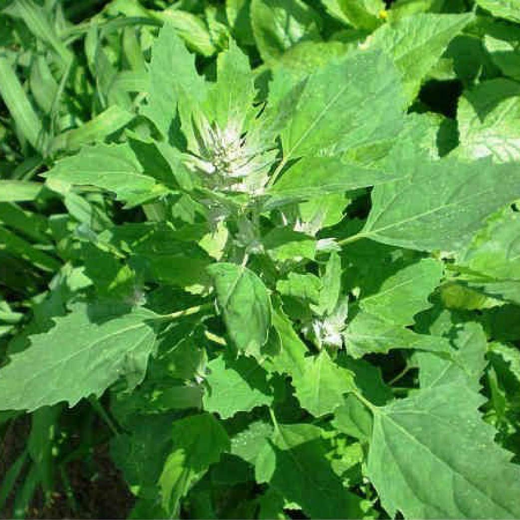 Green Gallery Bathua Saag Fresh Vegetable Seeds for and Kitchen Outdoor Gardening Planting Farming (B08DL51YZ7) Amazon Price History, Amazon Price Tracker