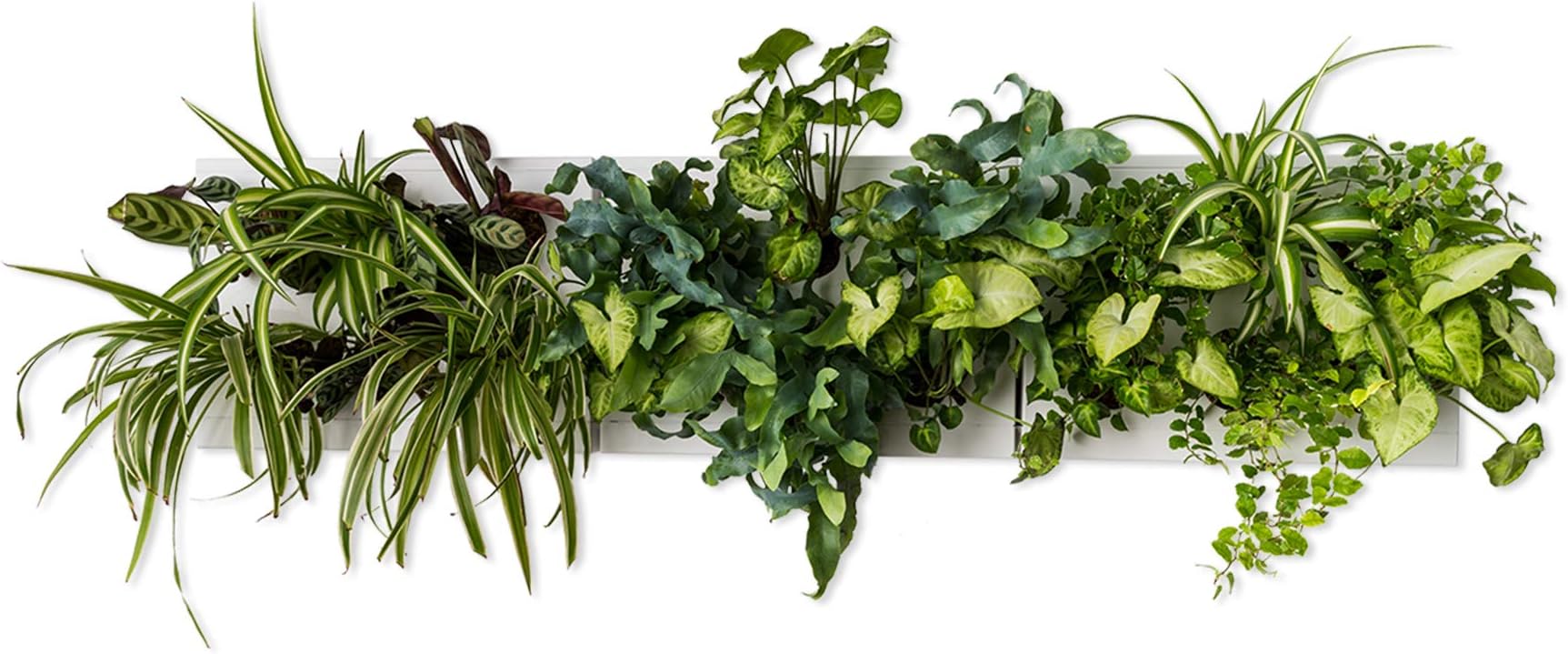 Ortisgreen HOH! TRIO SMART, Three Wall Plant Pot Box, Wall Plant Holder, in White (ABS Plastic) and Support for Three HOH! in Stainless Steel, Natural Substrate and Instruction Included