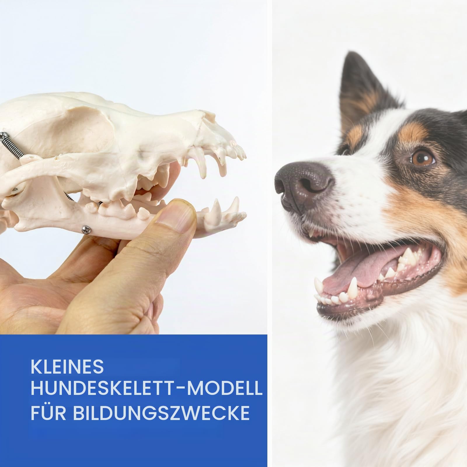 Lebensgröße Hundeskelett Knochenmodell, Standardgröße 19,3 "x7,9" x13,8 "Medizinisches anatomisches Hundeskelettmodell, Tiere Anatomische Modellanzeige Labor Lehren Veterinärmedizin
