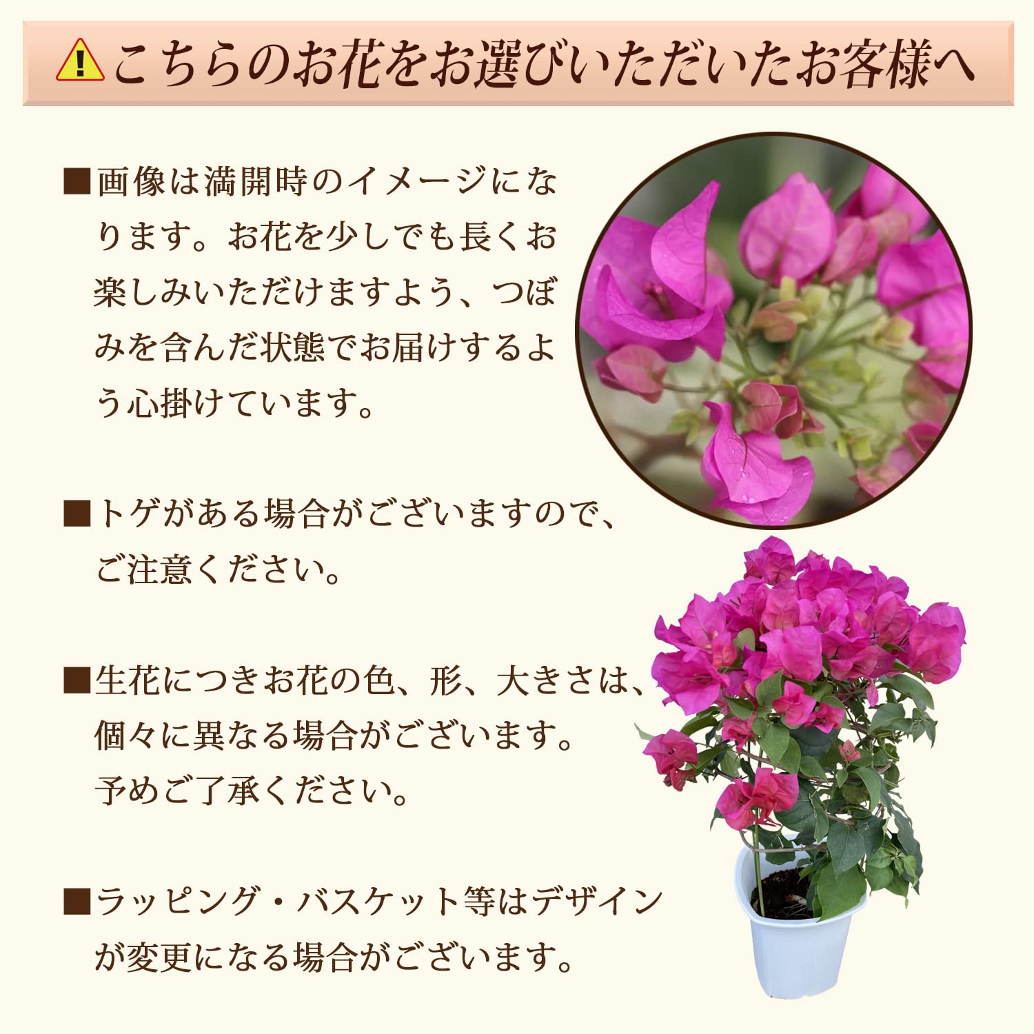 Amazon.co.jp: 花のギフト社 母の日 花 鉢植え ブーゲンビリア