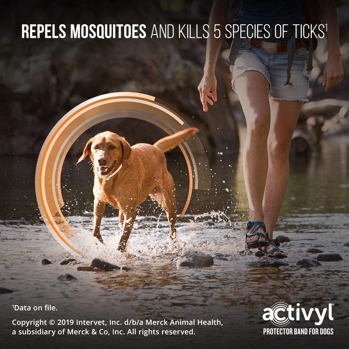 activyl collar