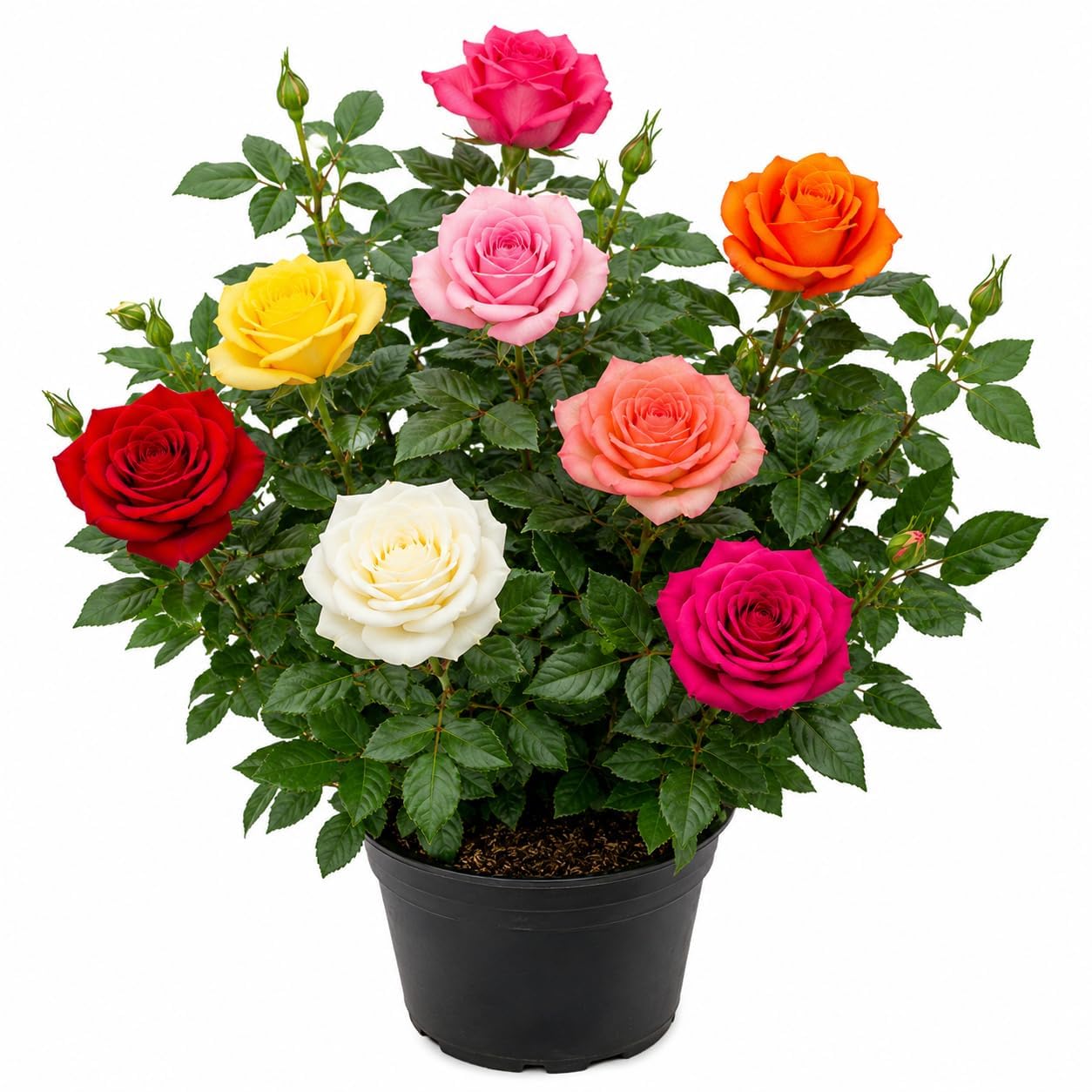 Hybrid Multi Colour Rose Live Plant, Assorted Color, Pack of 1, with 4 Inch Pot, for Home Garden, Balcony and Outdoor Decoration GH-image-15