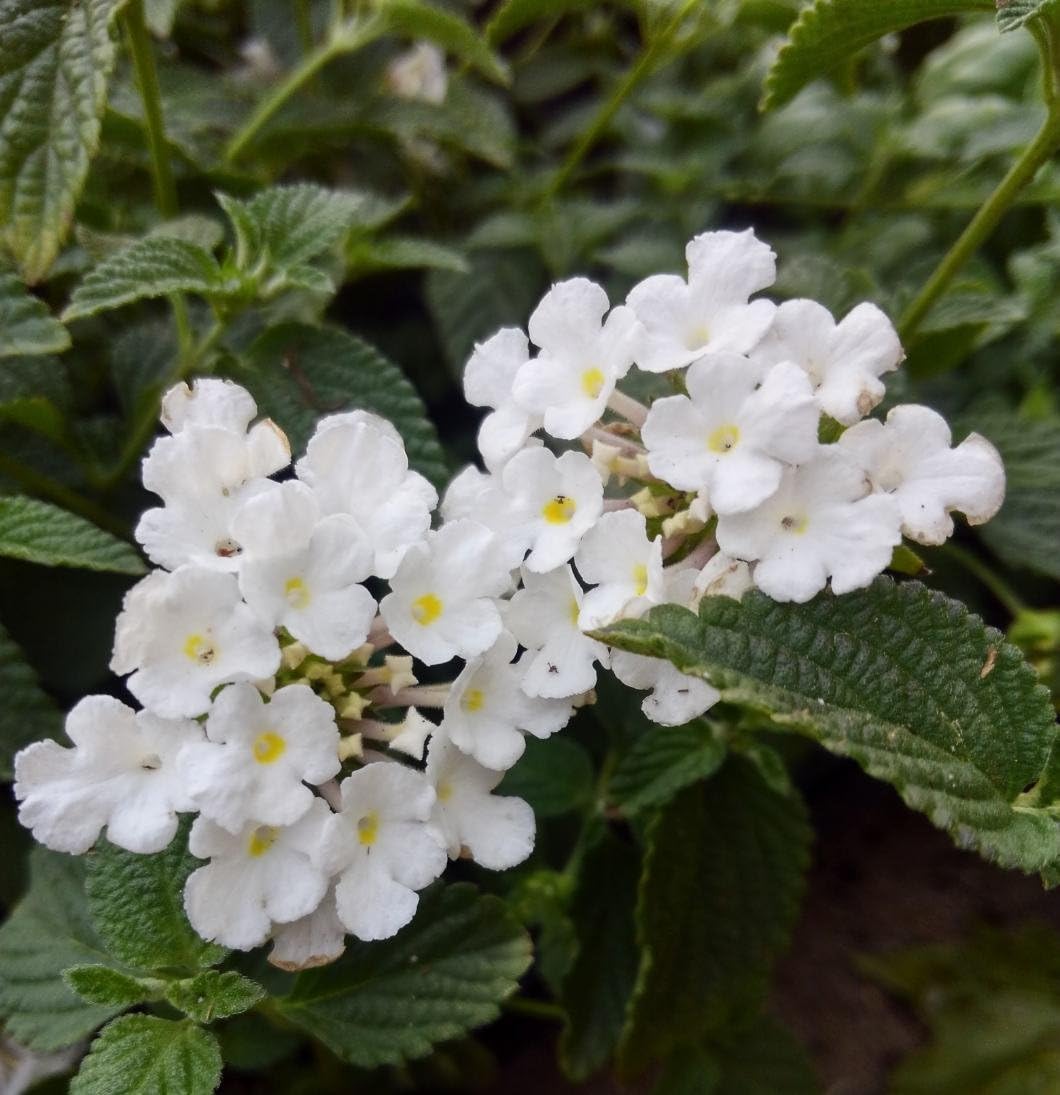 Trailing White Lantana - Lantana montevidensis Alba - Planted in 2.5 inch pots