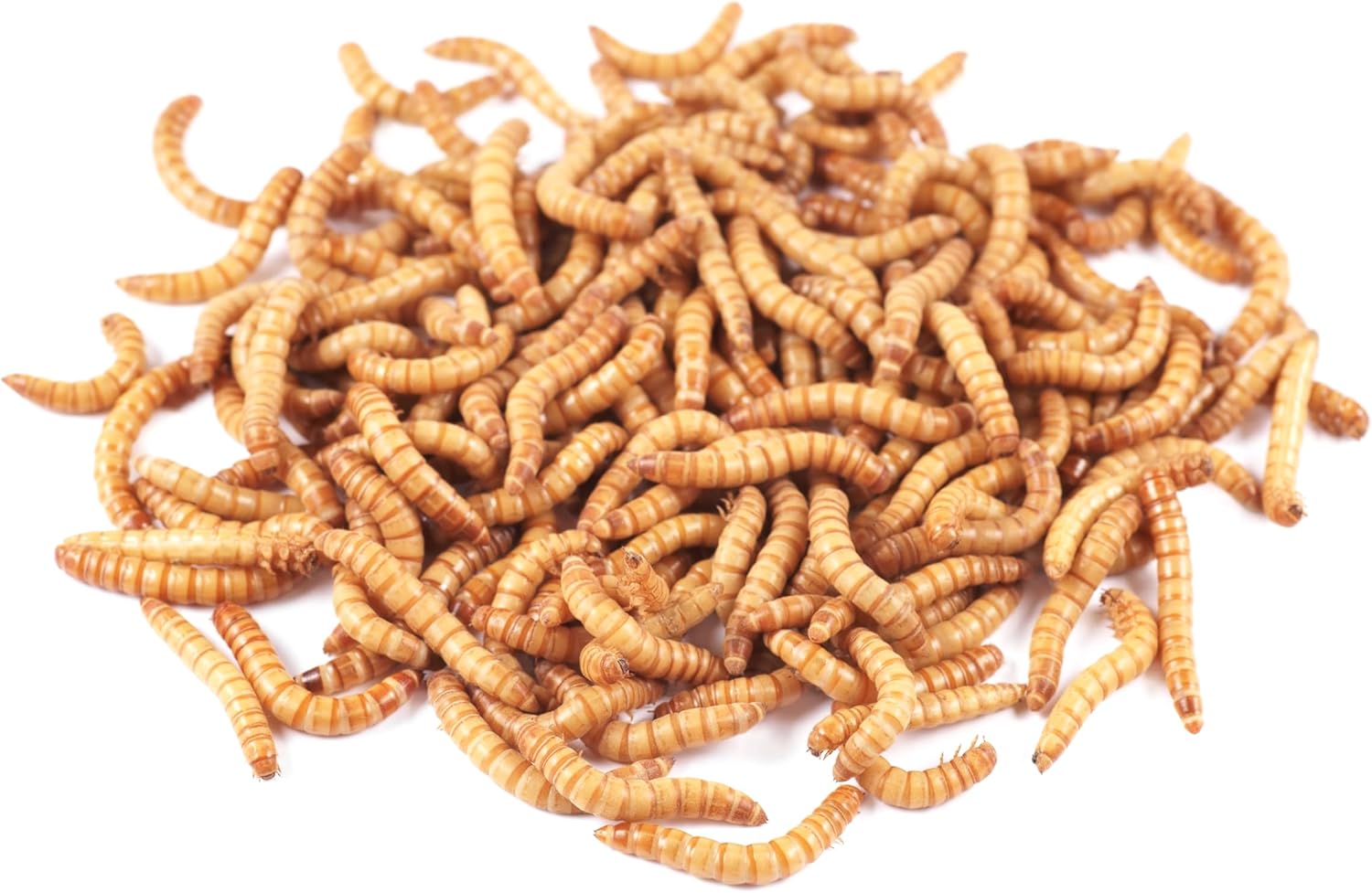 BASSETT'S CRICKET RANCH Bulk Live Mealworms - 5000 Count (3/4")