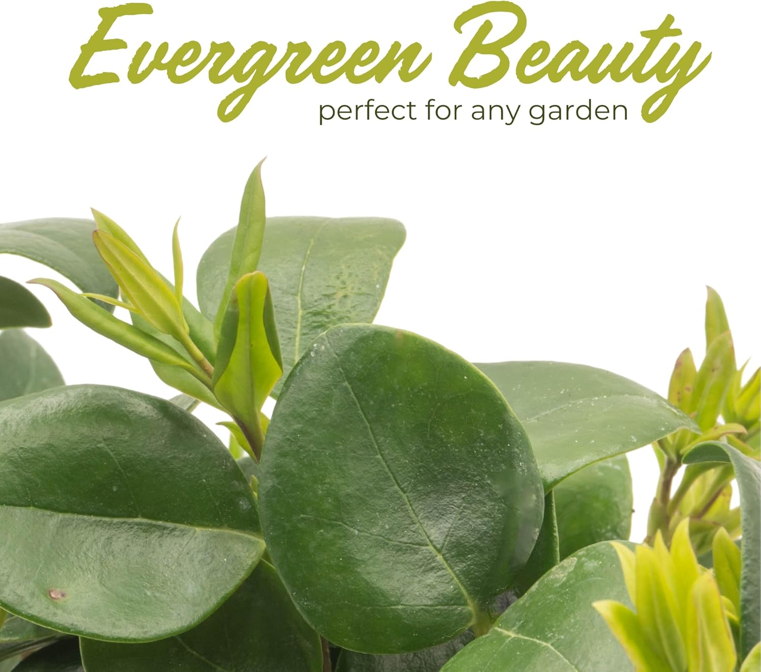 12 Waxleaf Privet, Live Plants (Ligustrum Japonicum 'Texanum') – Vibrant Greenery & Sweet Blossoms, Thriving in 2.5" Nursery Cubes