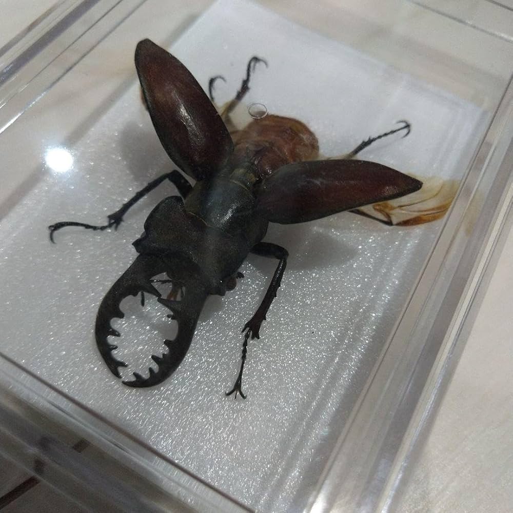 クワガタ標本 オオクワガタ♂76＋♀46（クワガタ標本） : オオクワ京都